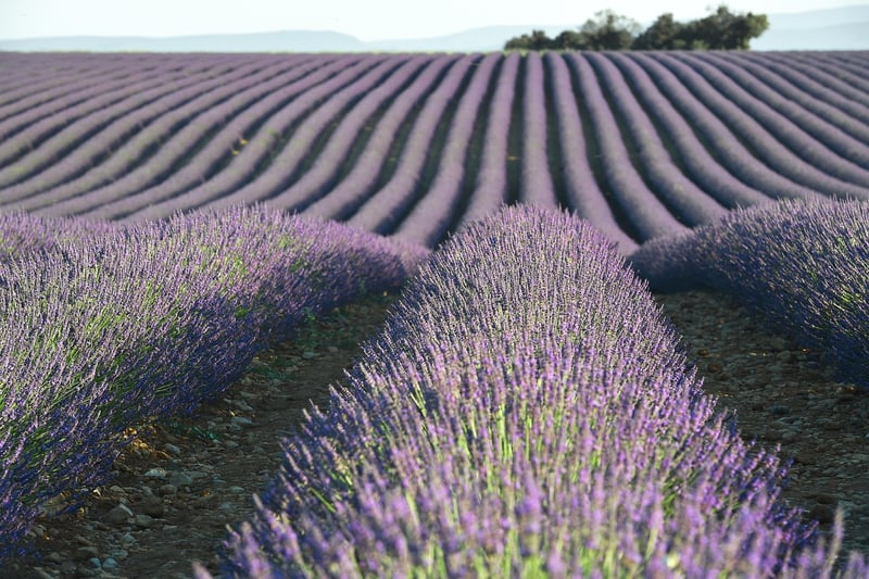 Aromatic Botanicals