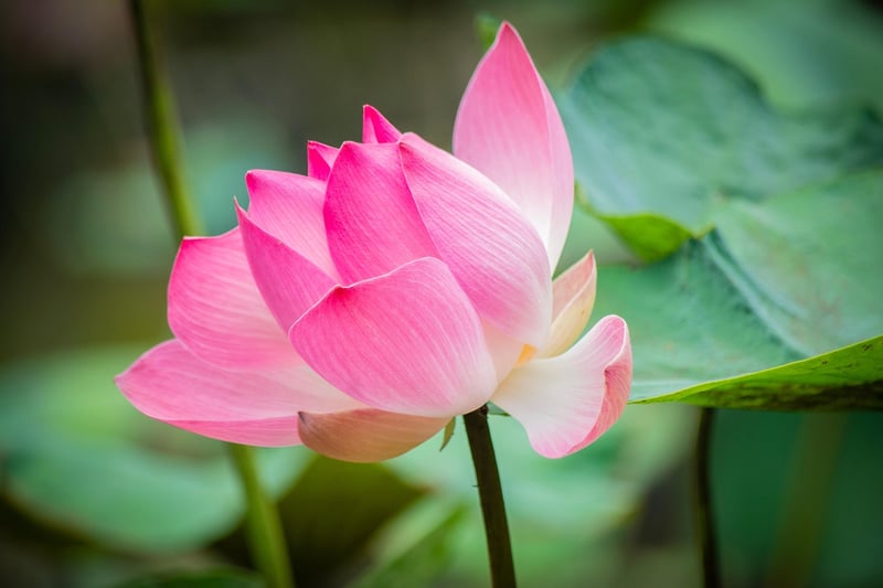 Exotic Petals