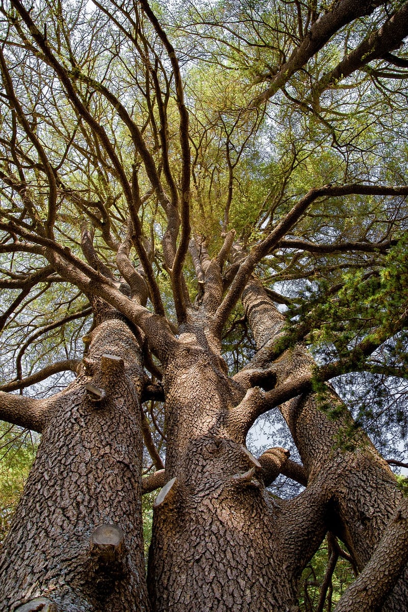 Cedar of Lebanon