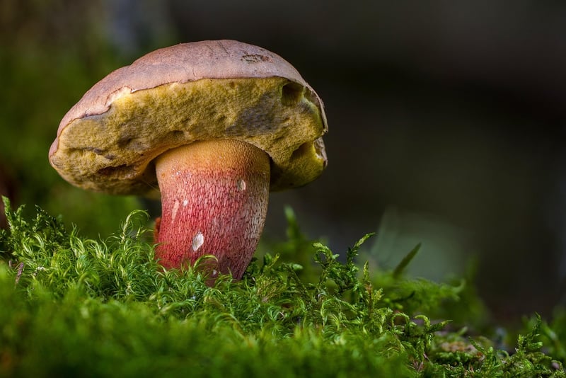 Fairy Garden