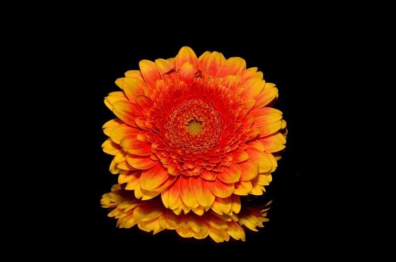 Gerbera Daisy