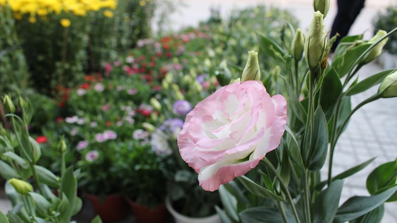 Lisianthus