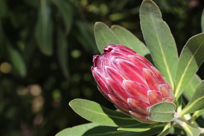 Protea