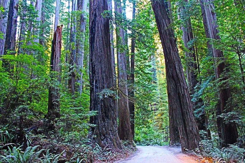 Redwood Trees