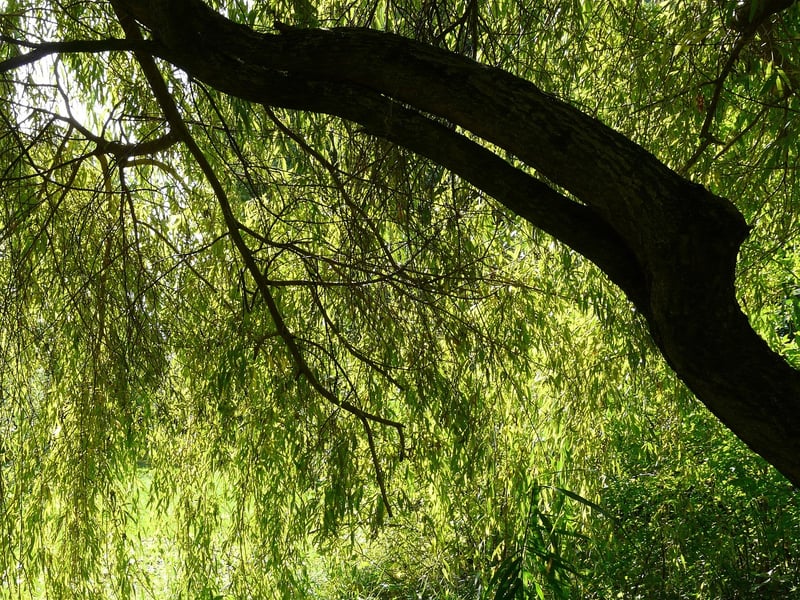Willow Tree